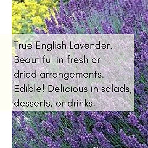 Clovers Garden Hidcote Lavender Plant– Two (2) Live Plants – Not Seeds –Each 4"-7" Tall- In 3.5 Inch Pots #TOP1