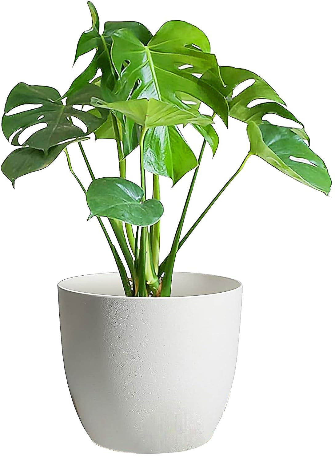 Larihk Retail Round Glossy Plastic Fiber Planters, Modern Plant Pot for Home & Garden Makeover, 5" Height X 5.5" Diameter, Plant & Wooden Stand Not Included, Without Drainage, (White - Pack of 1) (B0D6VD19DD) Amazon Price History, Amazon Price Tracker