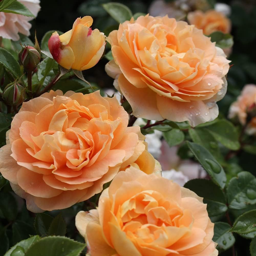 Heirloom Floribunda Roses, Live Own Root Plant for Outdoor Garden, Tatin, Lightly Fragrant, Hardiness Zones: 6-10, Continual Blooming