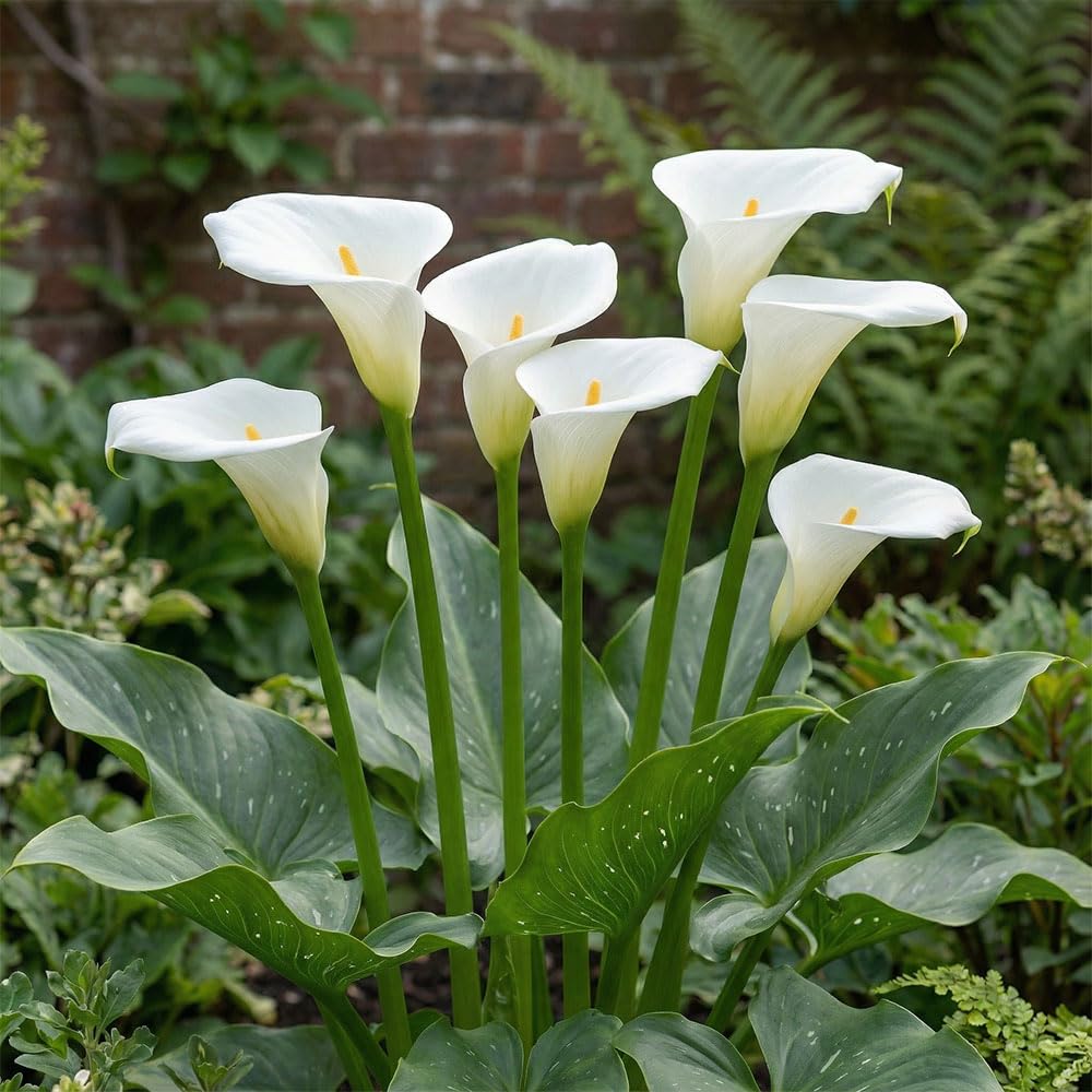 – 1 x Calla Lily Aethiopica – Stunning Pure White Blooms – Summer Flowering Bulb – Perennials – Great for Cut Flowers – for Your Beautiful Garden