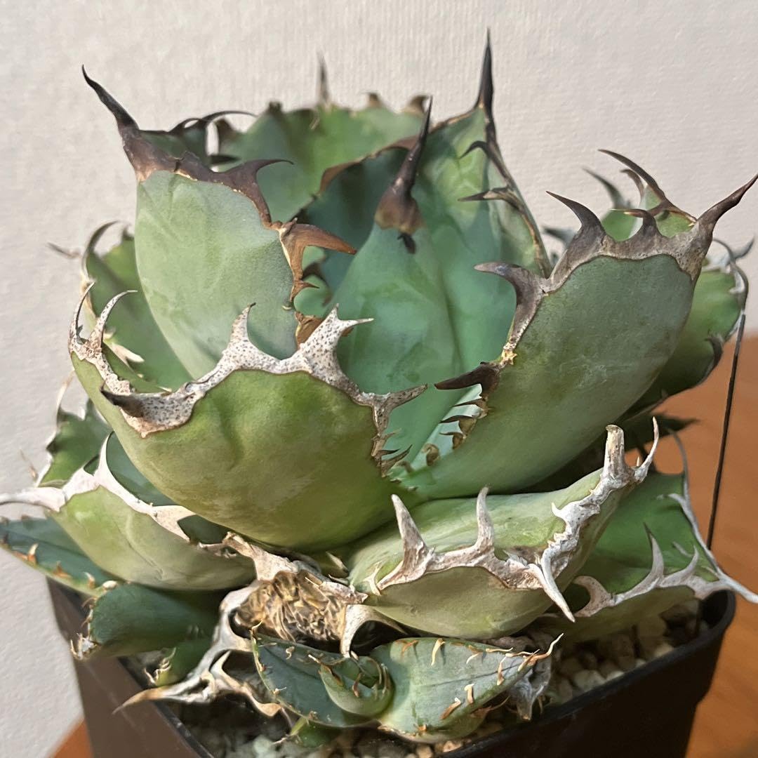 Amazon.co.jp: 親株出品アガベ チタノタ 黒鯨 極上株 鉢ごと 子株3つ付  