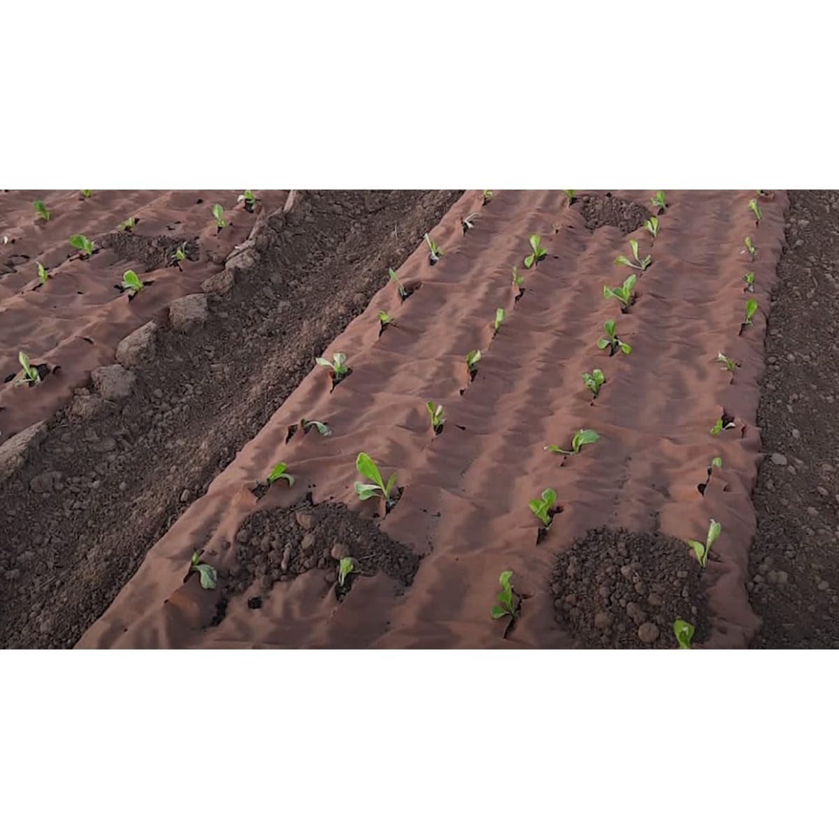 Tela di pacciamatura Kraft 0,9 x 20 m 115 g/m² – Rotolo anti erba, mantenimento dell'umidità suolo, giardino orto coltivazione all'aperto