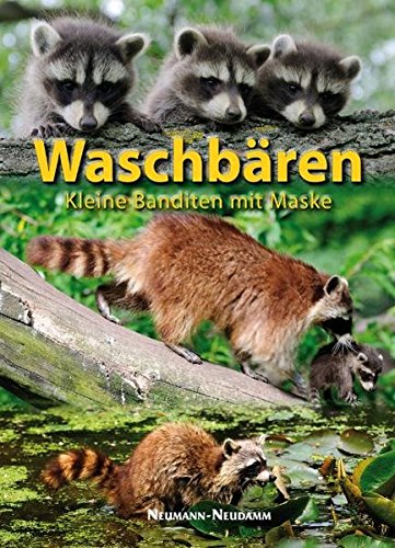 Waschbären: Kleine Banditen mit Maske Waschbären: Kleine Banditen mit Maske