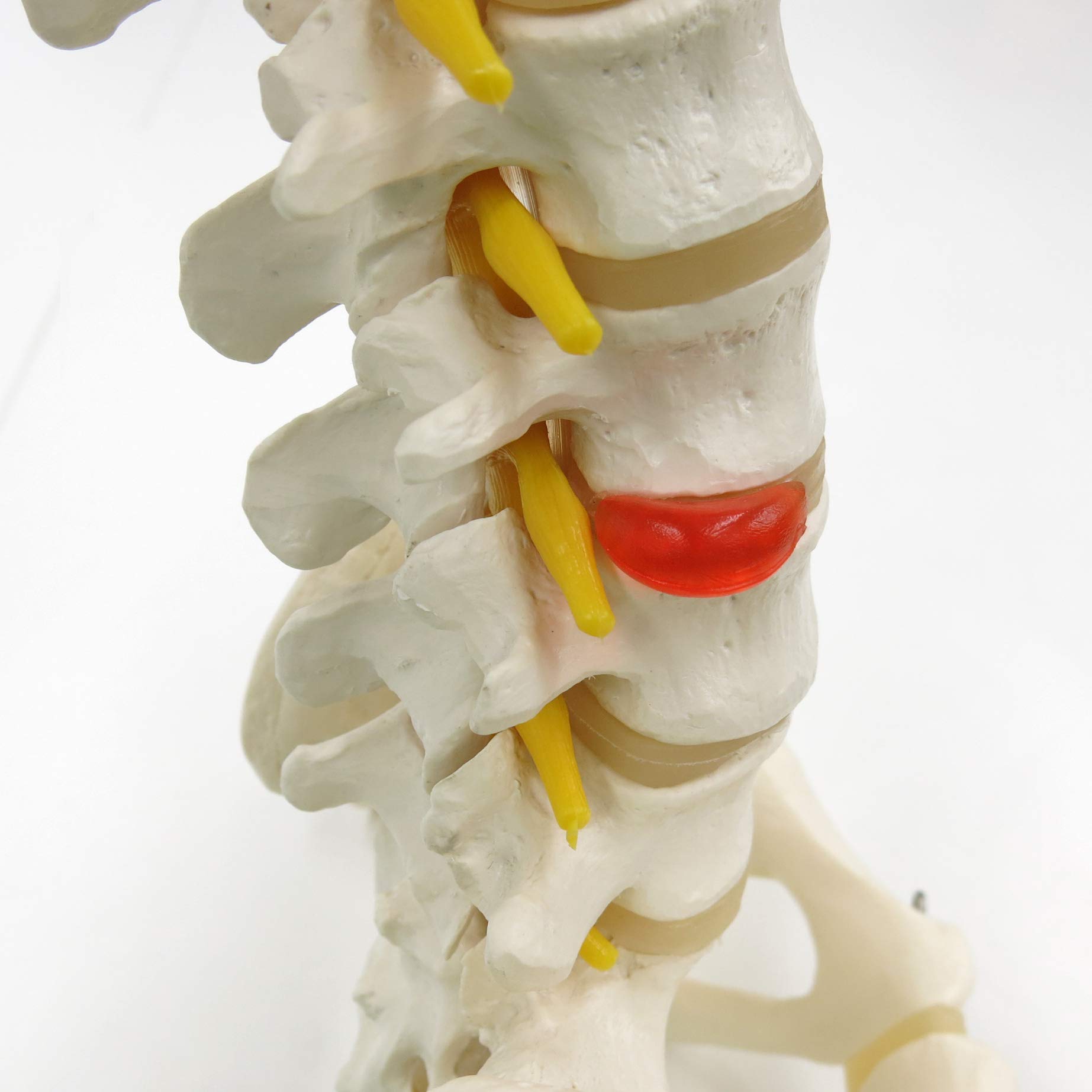 3B Scientific® Modelo de Columna Vertebral Flexible – Clásico a Tamaño Real con Fémures, Nervios & Arterias, Movible para Estudio Funcional + Smart Anatomy App (Garantía de 5 Años)