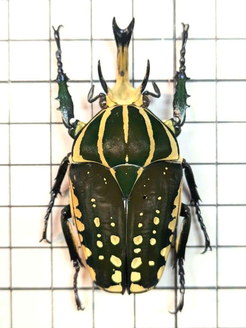 ポリフェムスオオツノカナブン☆♂65ミリ♀フリーサイズ新成虫ペア ポリフェムスオオツノカナブン 62.5㎜／50.4㎜ オスメスセット 標本 <1215z昆虫標本>