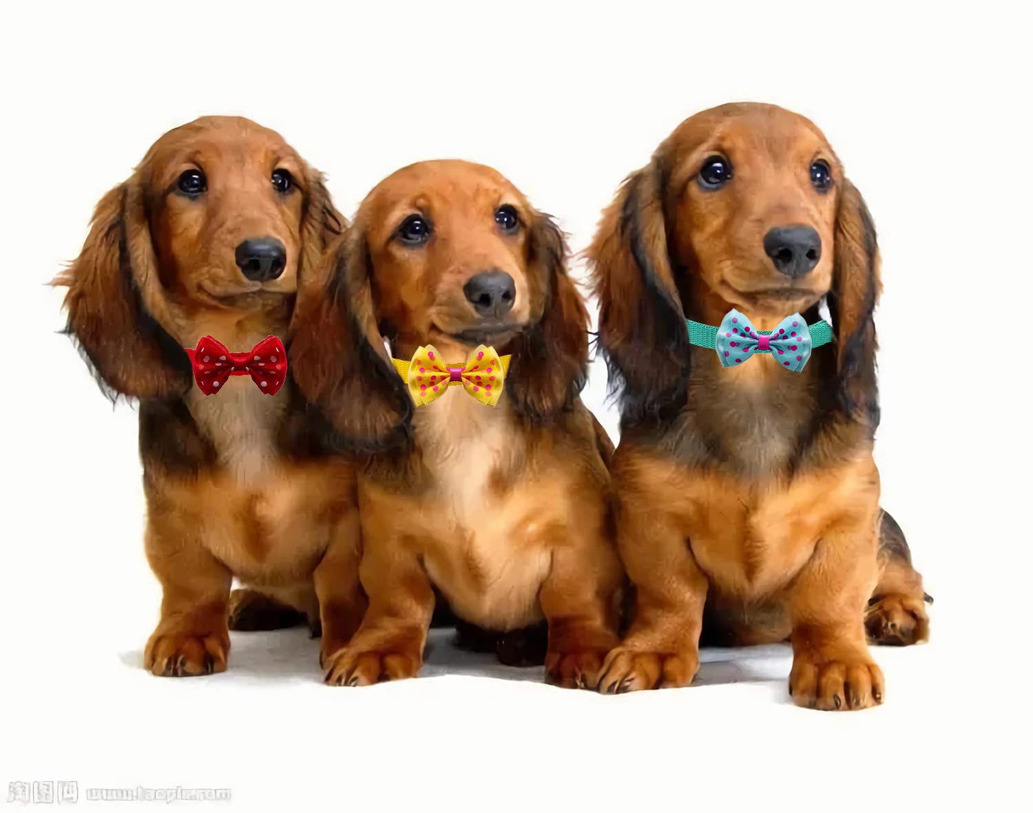 Flymind 18Pcs Puppy Collars, Puppy ID Collars with Bell Adjustable 21-33cm - Image 4