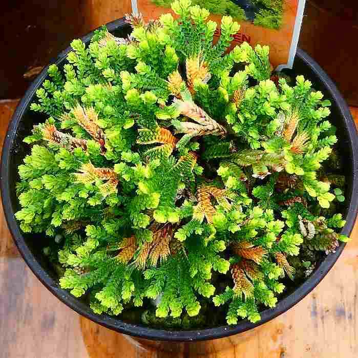 希少　南京絵鉢　南京鉢　岩松　イワヒバ　岩ヒバ　植木鉢　サボテン　アガベ Amazon.co.jp: 岩ひば 苗 玉貴扇 2.5号 イワヒバ 岩ヒバ 山野草