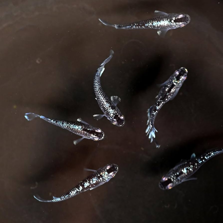 マーミット　福袋品　クリア金ラメ入りグラナダス　袋なし新品 マーミット 福袋品 クリア金ラメ入りグラナダス 袋なし新品 楽天