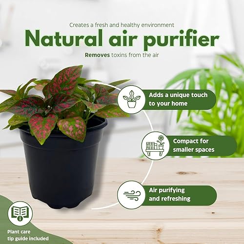 Miniatura 8 de BubbleBlooms Red Hypoestes Phyllostachya en una planta de flamenco de lunares de 4 pulgadas