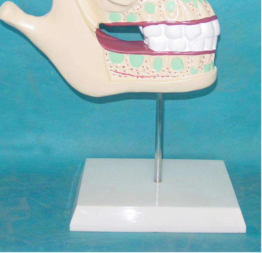 Modele medyczne do nauczania dentystycznego, nauczania teech ludzkie zęby Modele medyczne,materiał PCW Modele medyczne zębów edukacyjnych,symulowany zębów jamy ustnej, sprzęt laboratoryjny