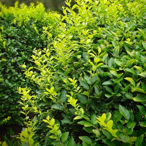 Semi di siepe di ligustro, siepi Ligustro lucido, vecchie varietà da balcone autunnali comprare semi di da giardino roccioso 100pcs