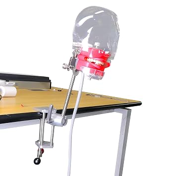 Dental Teaching Simulator Manikin Phantom Head Model Plastic Educational Teeth Model Fix on Table Type