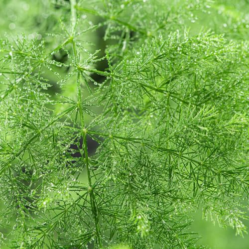 Semillas de helecho espárrago, Semillas de helecho espárrago, semillas de variedades antiguas espárragos setáceos, Plantas de balcón resistentes las plantas trepadoras son resistentes 20pcs