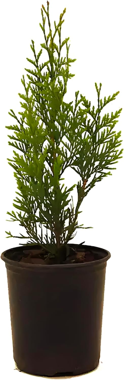 Green Giant Thuja Arborvitae Trees, Fast Growing Privacy Hedge, Live Evergreen Plants (2 Gallon (2-3 ft) / Single)