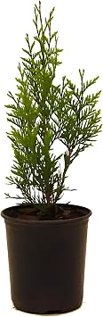 Green Giant Thuja Arborvitae Tree Fast-Growing Evergreen Privacy Tree | Dense Green Foliage for Hedges, Windbreaks & Landscapes 1 Gallon 10"-18" / Set of Two