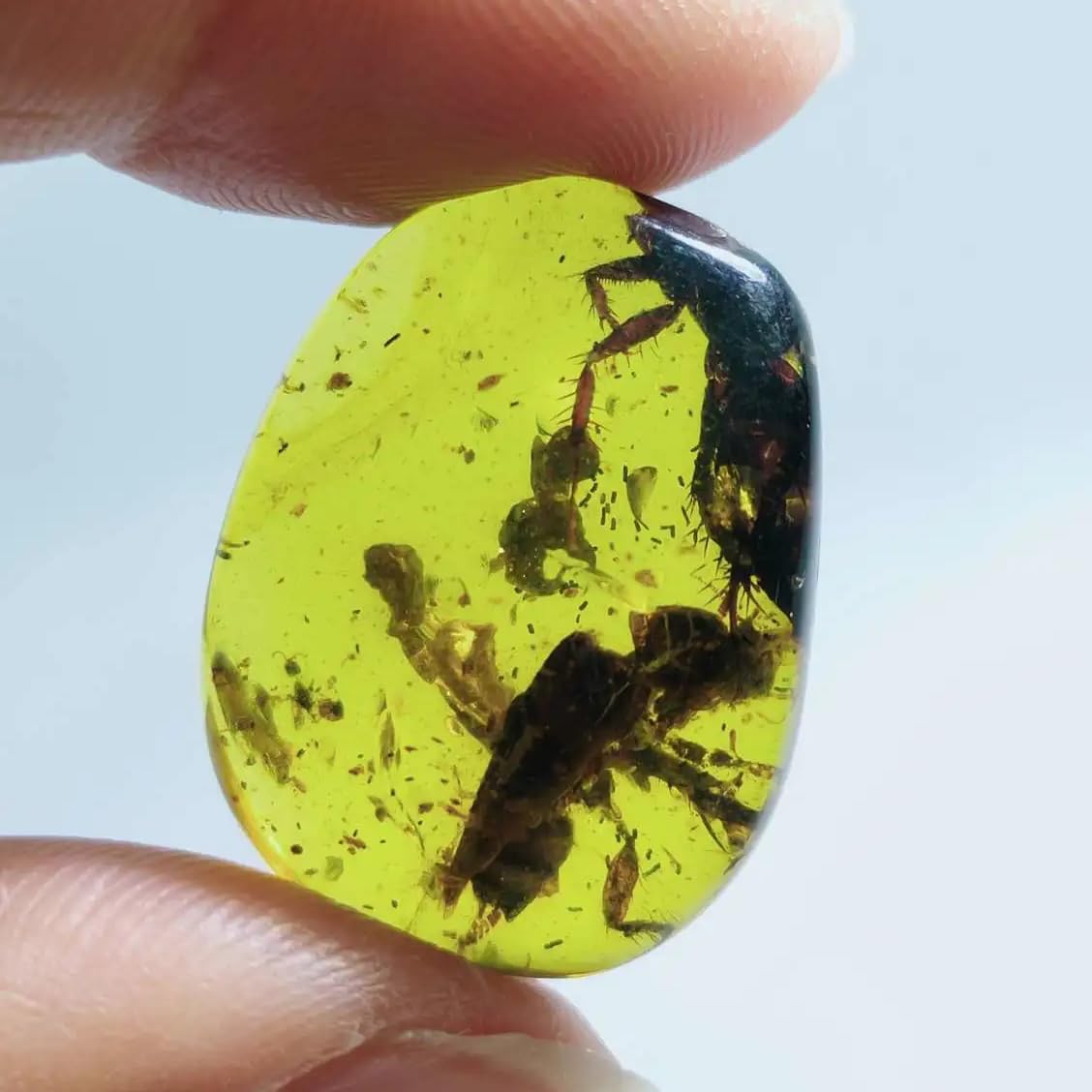 Burmese burmite Cretaceous Big blattaria Insects Fossil Amber Myanmar