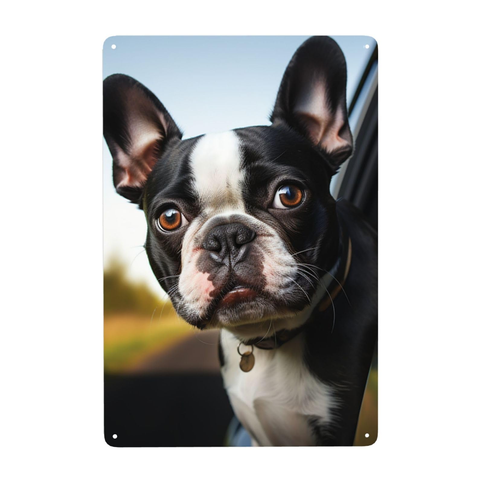 Fodpand White Vintage Tin Signs Metal Retro Wall Art Decor - Wall Hanging Decorative Plaque 8X12 Inch, Puppy Dog Boston Terrier Metal Signs For Home Yoga Cafes, Funny Metal Poster For Gifts