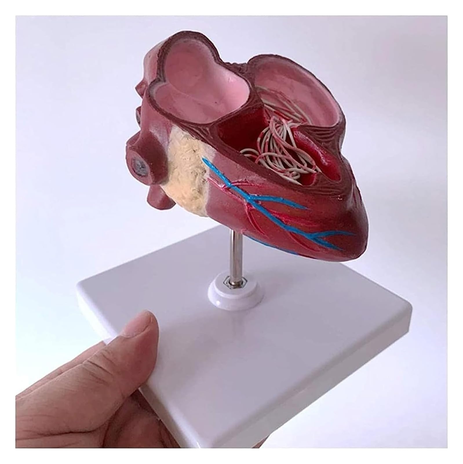 Modello di cuore di cane Modello di organo Cuore di animale Sussidio didattico anatomico