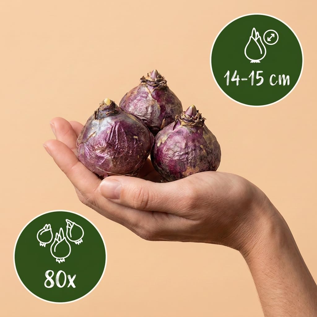 Green boutiQ - 80x Hyacinthus mix - Jacinthe en mélange - Divers - Floraison printanière - Calibre 14/15