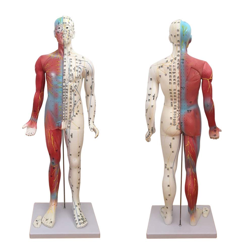 KJZQXYX 85Cm Acupuncture Model,Medicine Acupunctur Model,Human Meridian Points Chinese Medicine Health Massage,for Teaching Display (Red)