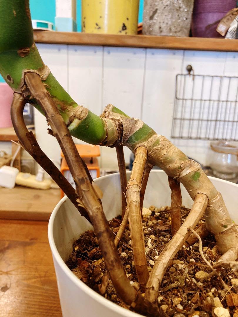 モンステラ デリシオーサ 根上がり 幹上がり モンステラ.デリシオーサ