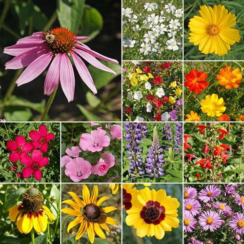 Image of Ferry-Morse Southeast Bulk Wildflower Seeds, 215,000+, 1 lb