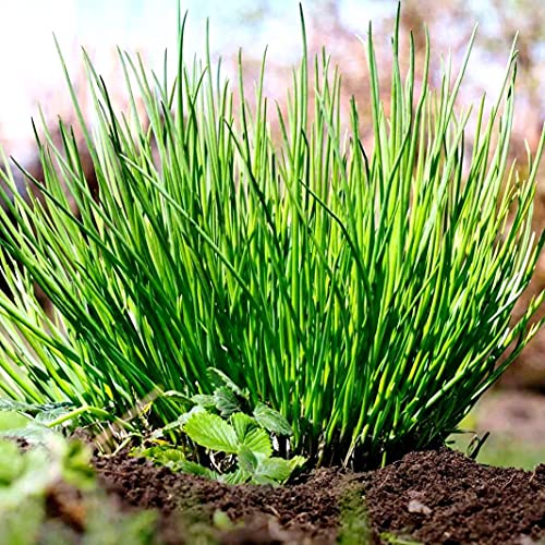Chives Allium Schoenoprasum Wild Onion Wild Garlic Herb Garden Seeds For Planting About 100 Seeds #TOP7