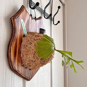 Amazon.co.jp: 【おしゃれな壁掛け観葉植物】ビカクシダ リドレイ 板付