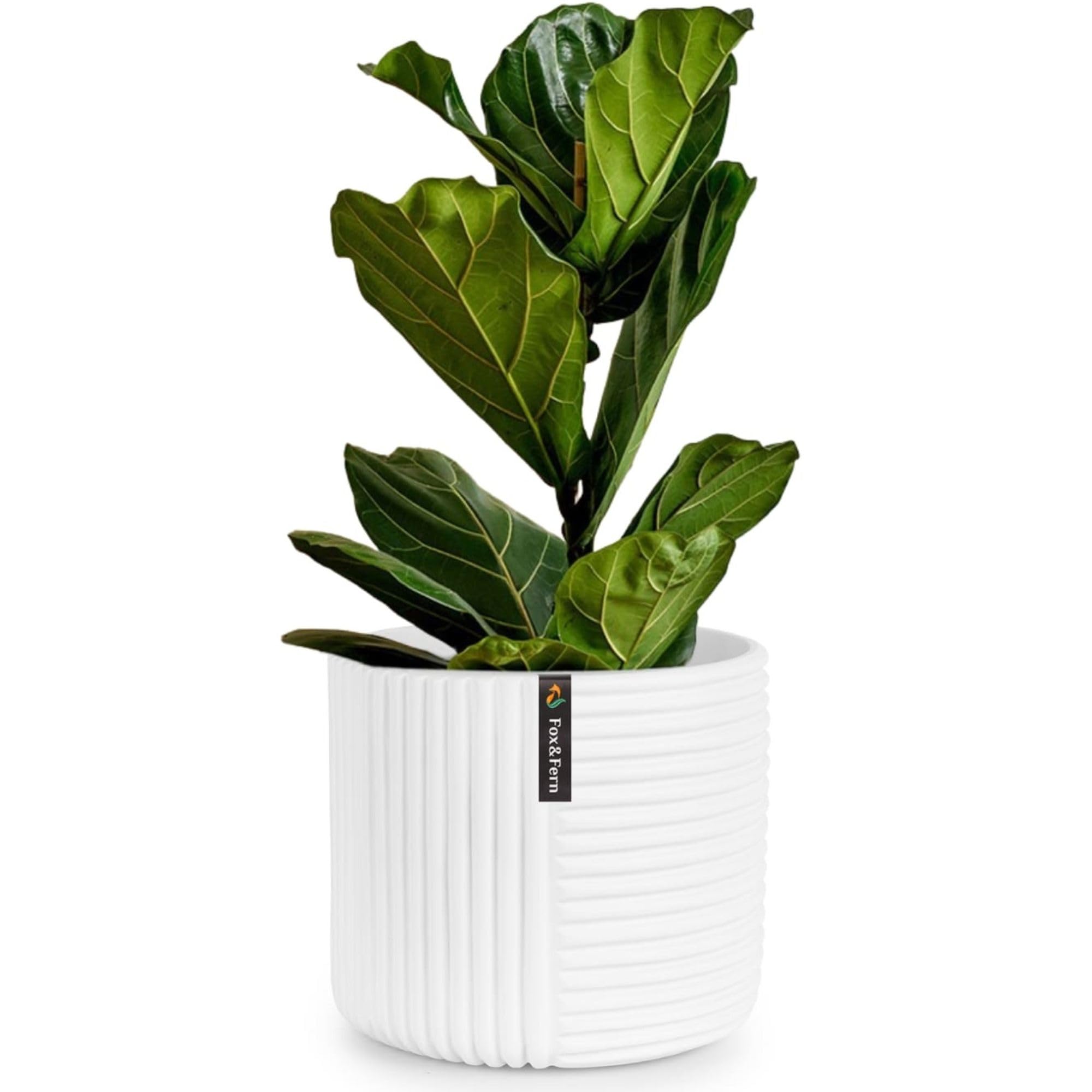 Amazon.com: Fox & Fern 10 Inch Plant Pot with Drainage Plug
