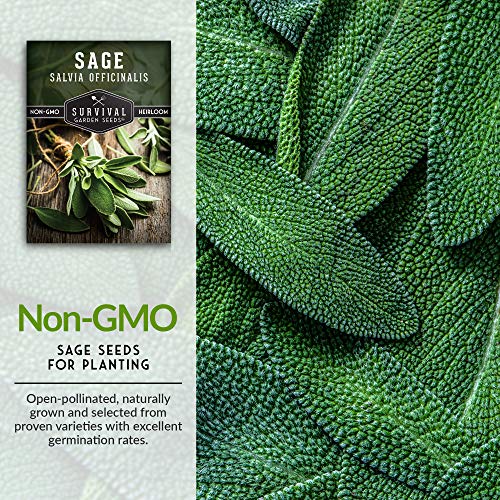 Survival Garden Seeds - Culinary Sage Seed For Planting - Packet With Instructions To Plant And Grow Salvia Officinalis Herbs In Your Home Vegetable Garden - Non-Gmo Heirloom Variety #TOP2