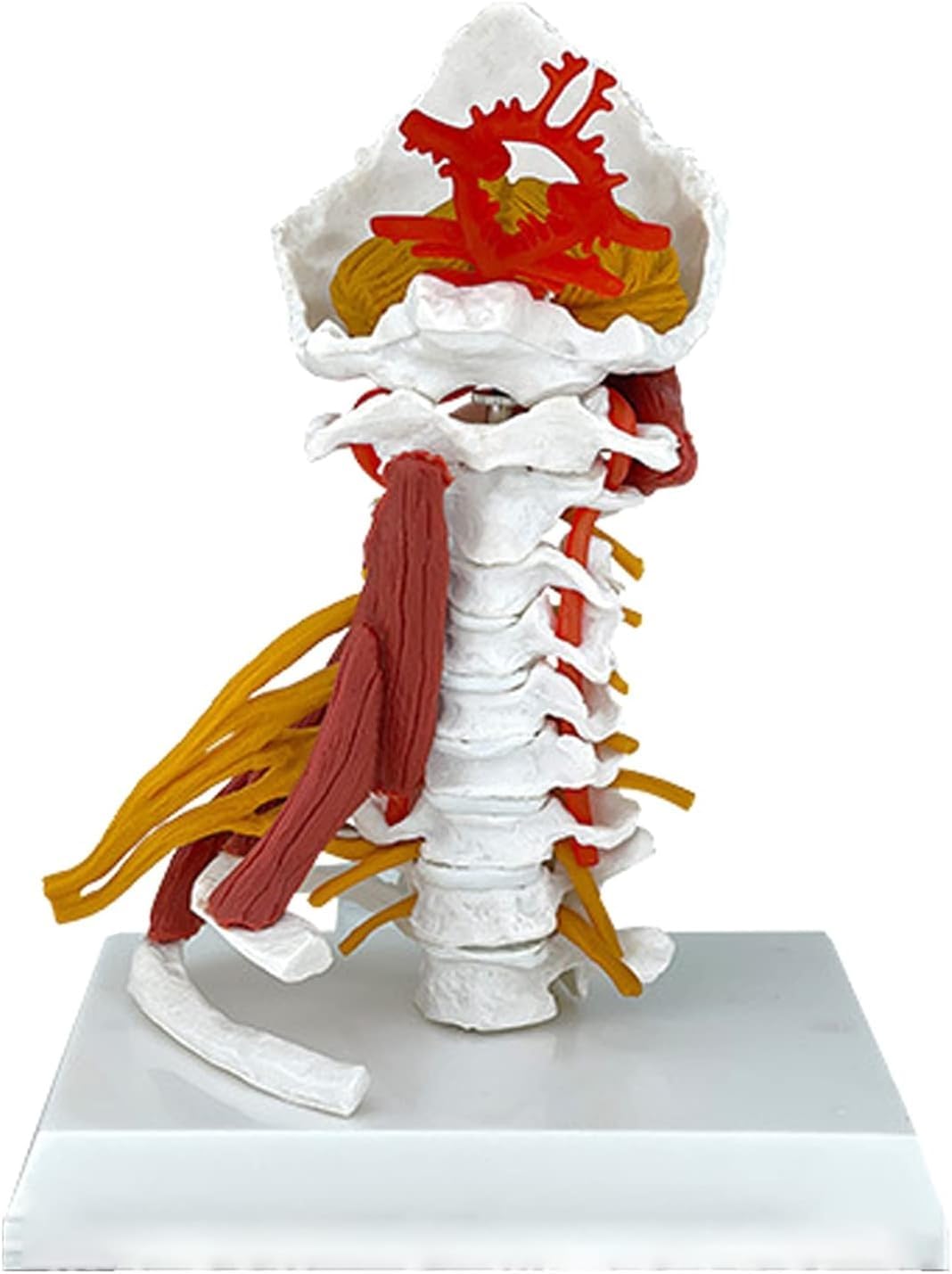 Spine cervicale AMITD en PVC pour expliquer les douleurs de nuque