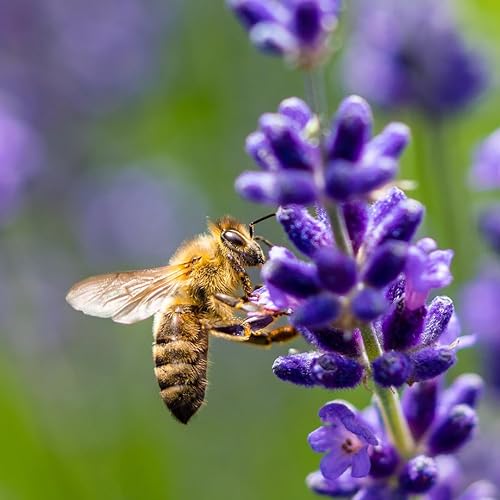 Miniatura 6 de Earthborn Elements Polen de abeja 200 cápsulas, puro y sin diluir, sin aditivos