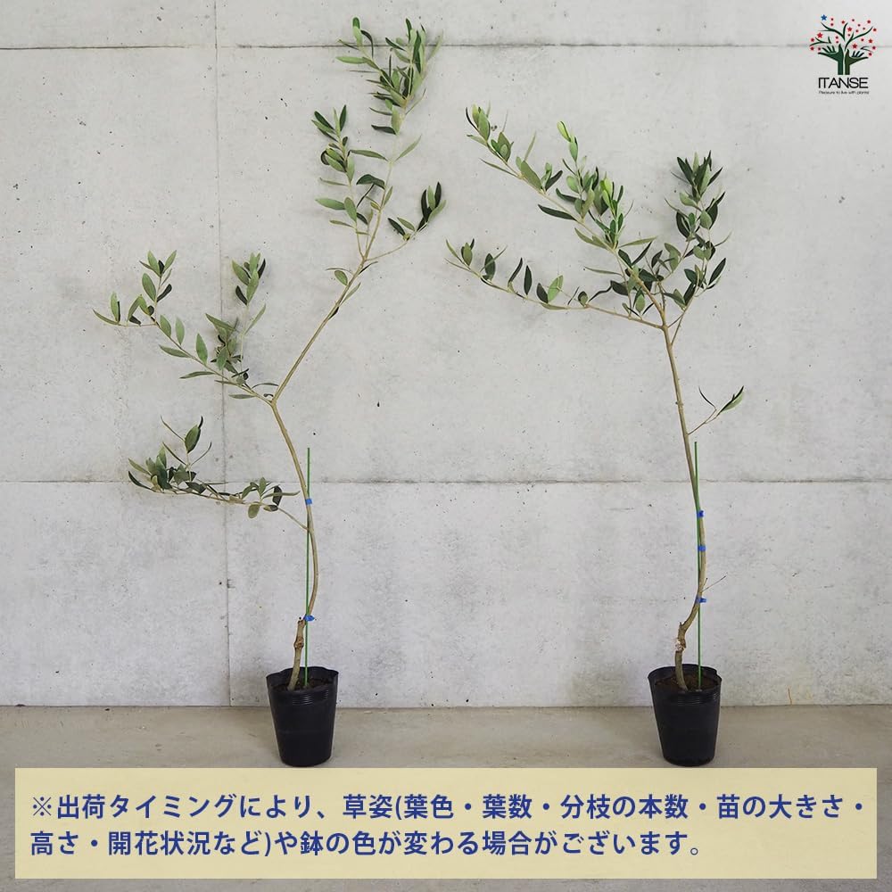 ぶどう 苗木 【天晴（あっぱれ） ［登録品種］】 1年生 ウイルスフリー