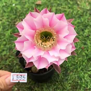 サボテン ロビビオプシス♬2カット ピンク花 サボテン ロビビオプシス♬2カット ピンク花 【公式通販】