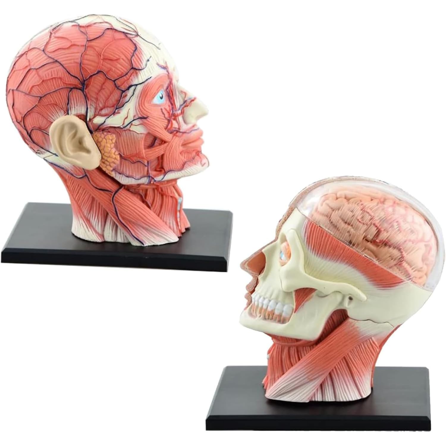 SENJINGHUA 4D Human Head Anatomy Model, Brain Tissue Muscle Nerve Anatomical Model, 14 Detachable Parts Brain for Medical Teaching Learning.