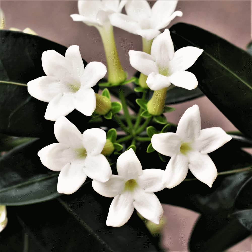 pianta di GELSOMINO DEL MADAGASCAR rampicante STEPHANOTIS AD ARCO PROFUMATISSIMO in vaso 12 AMDGarden