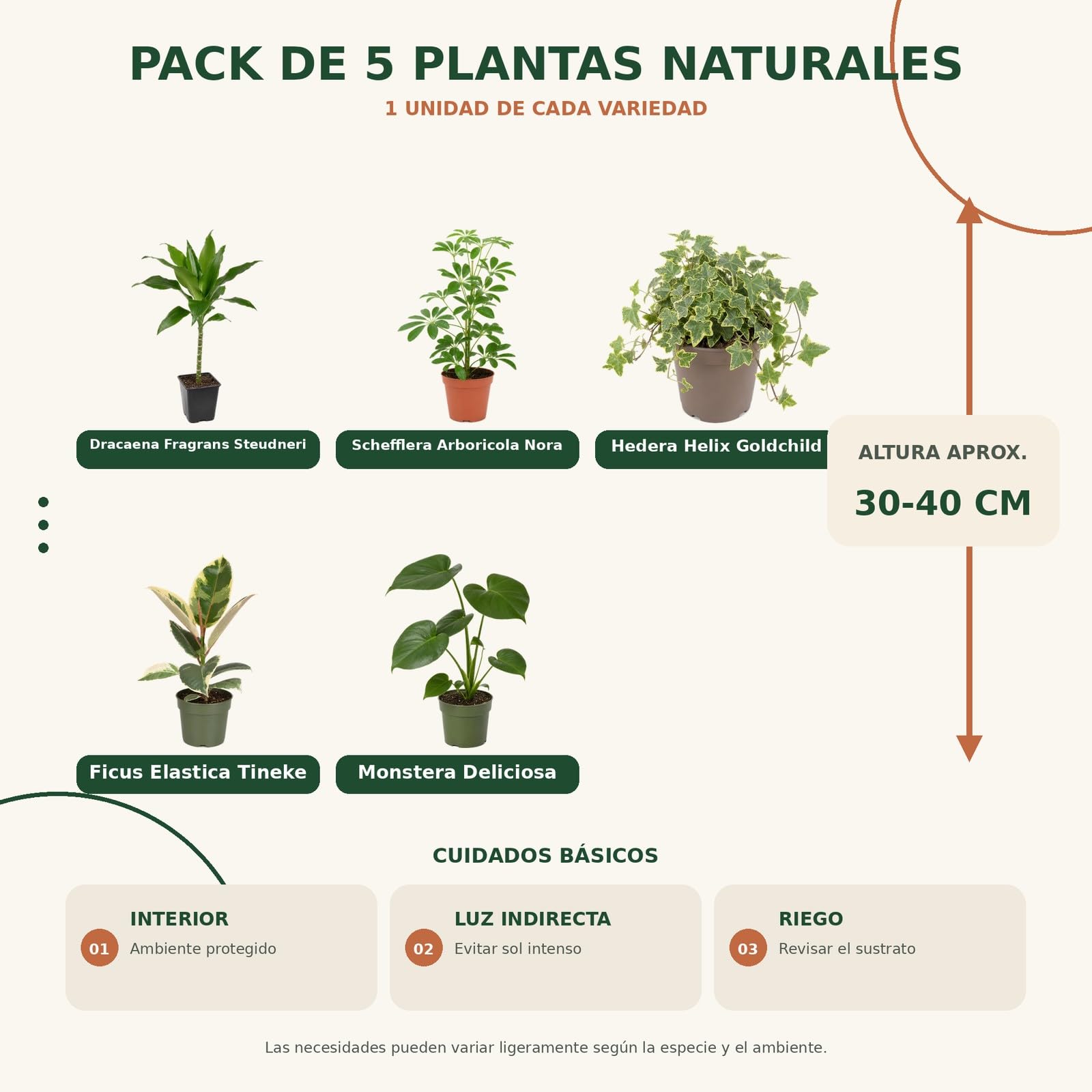 DECOALIVE Pack 5 Plantas de Interior: Hiedra Goldchild y Ficus Tineke