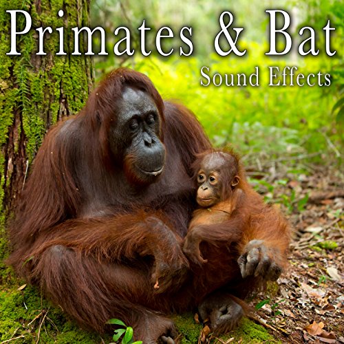 Play Primates & Bat Sound Effects by The Hollywood Edge Sound Effects