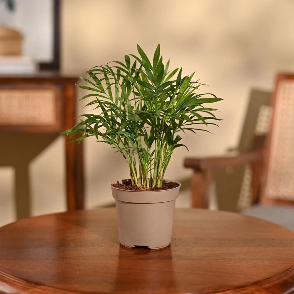 Ugaoo Air Purifying Bamboo Palm Live Plant With Grow Pot-picture-7
