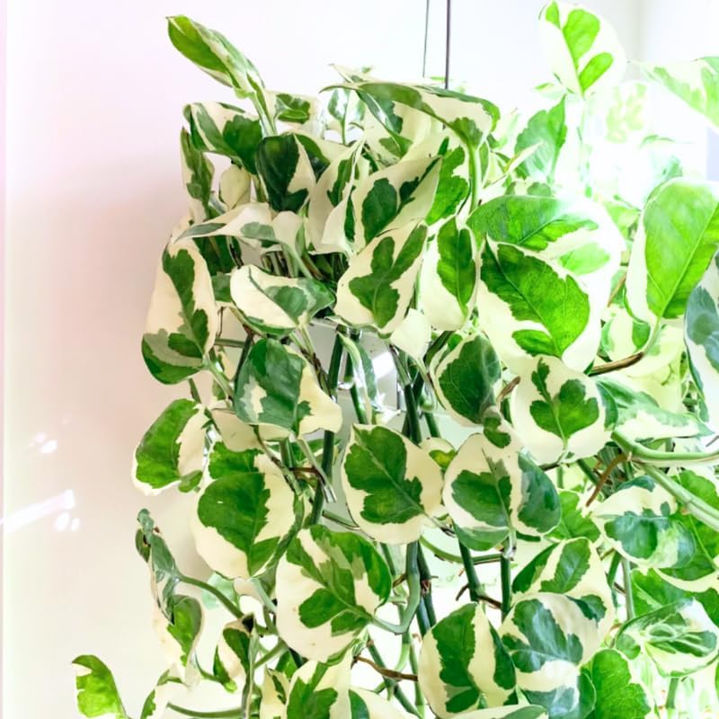 Variegated Pothos Plant, Live Pothos Plant, Indoor House Plant from 3 Leaves Bareroot for Planting