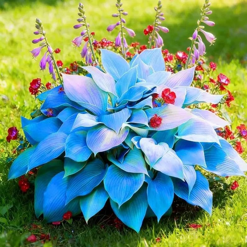 Rare Hosta Bulbs UK, Hostas Rhizome for Planting, Hardy Perennial, Excellent Display, Natural Organic-15 Bulbs-H