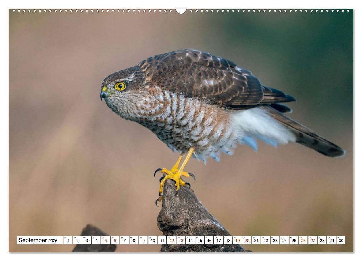 Heimische GREIFVÖGEL Adler Milan Bussard Weihe Sperber (Wandkalender 2026 DIN A2 quer), CALVENDO Monatskalender: Ausgesuchte Aufnahmen aus der Familie der Habichtartigen (CALVENDO Tiere)