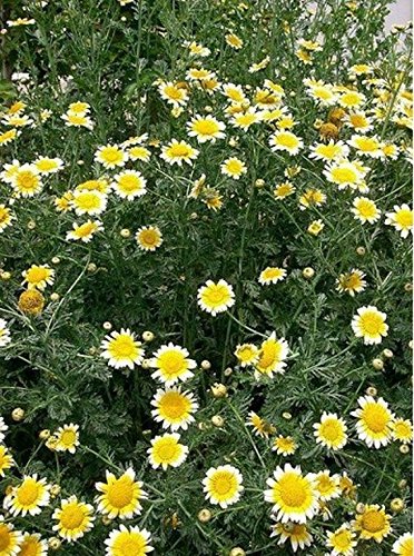 200 Semillas - Garland de la margarita