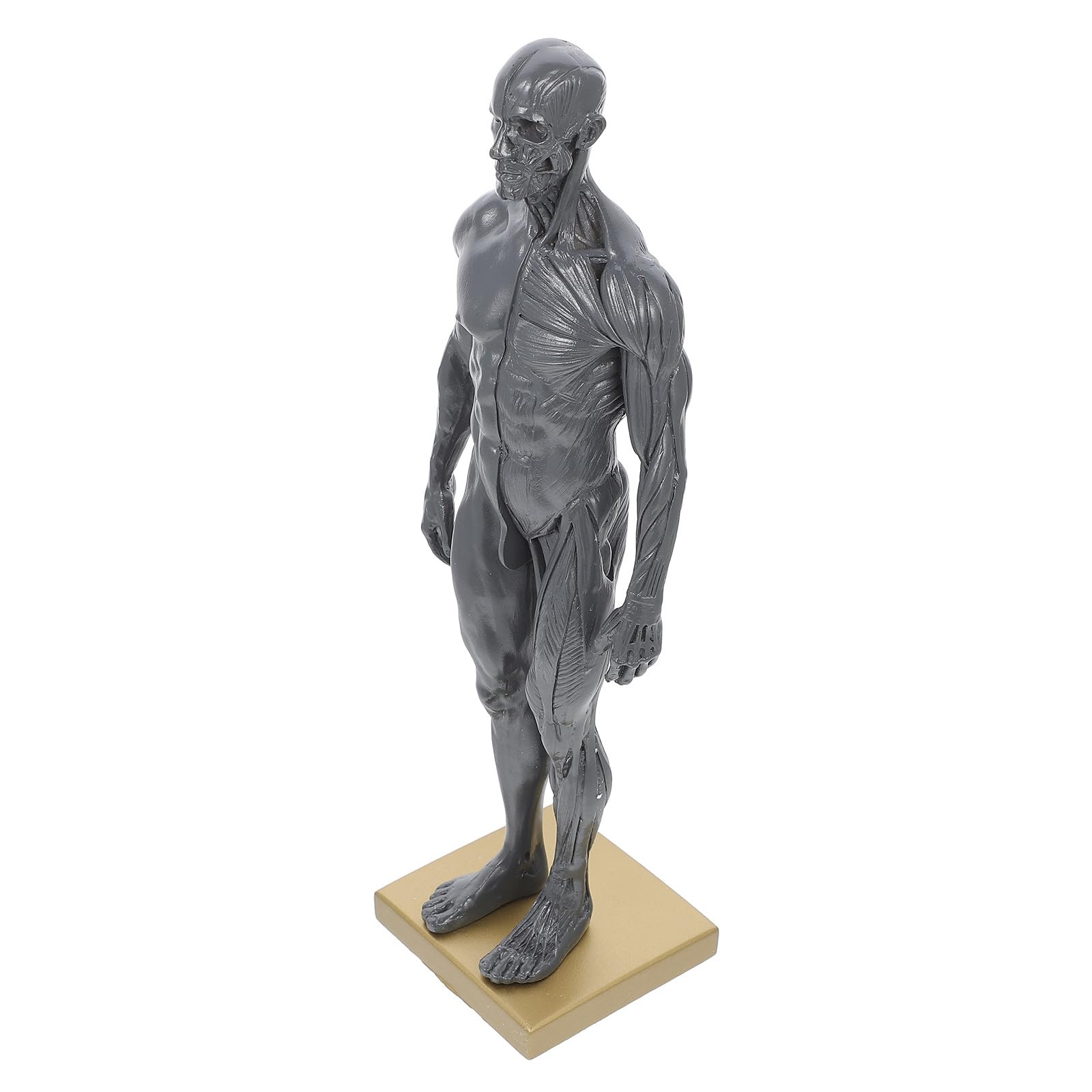 Modèle d'anatomie de squelette en résine durable avec socle d'exposition - 8
