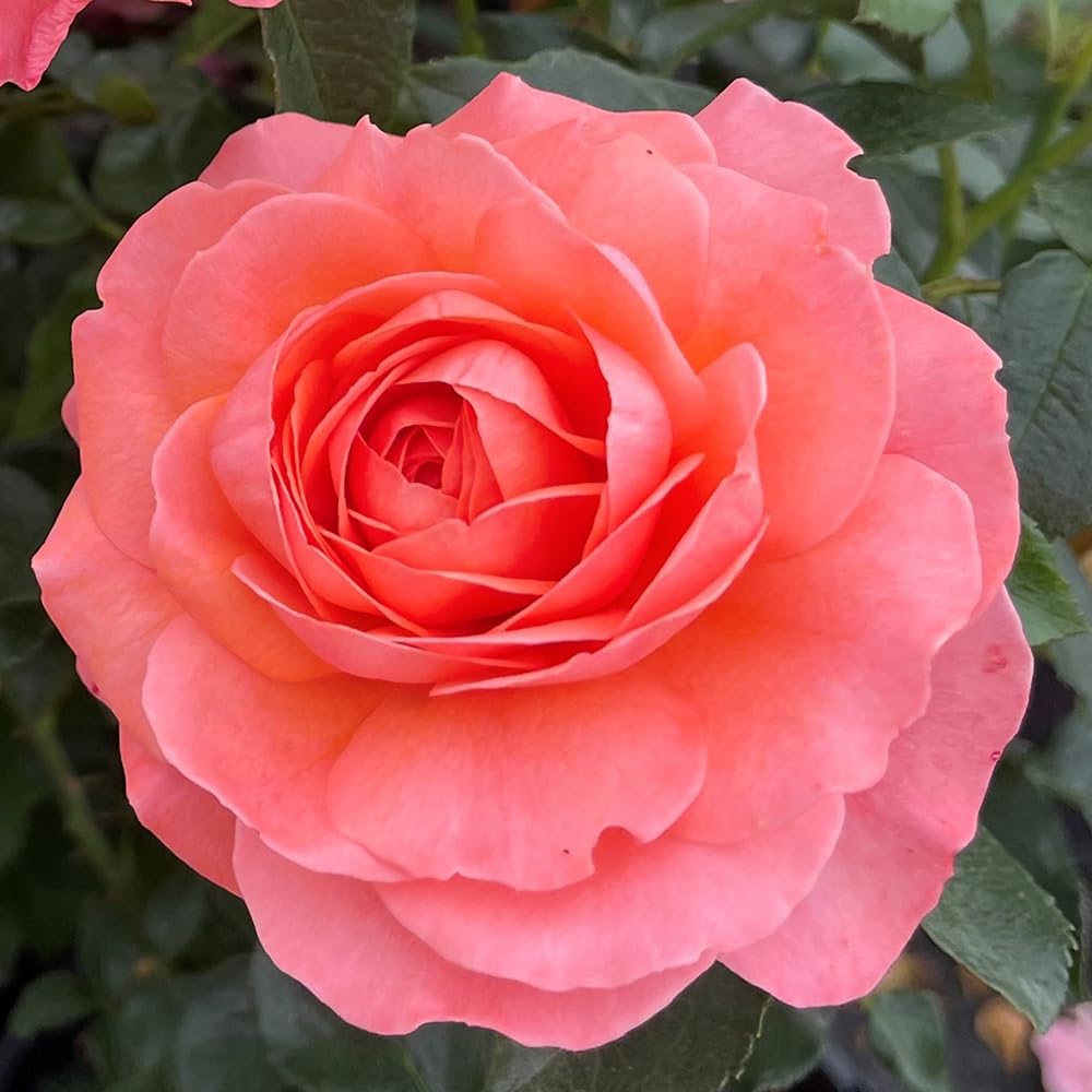 Yougarden Pink Harkness Rose 'Spirit In The Sky' ™, Established Plant In 4 Litre Pot, Ready To Plant