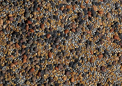 Forage Crop Seed Blends For Cattle Feed Temperate Climates
