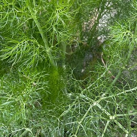 300 Fresh Fennel Herb Seeds for Gardening Cover