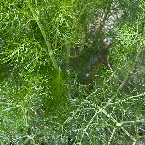 Fennel Seeds - 300 Fresh Fennel Herb Seeds – Plant and Grow Your Own Herbs Ideal for Indoors, Greenhouse, Garden, Polytunnel, Growbags, Large Pots or Containers - Packed in The UK by Meldon Seeds