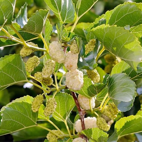 50 White Mulberry Tree Seeds, Sweet Edible Fruit Berry To Grow Pot Gifts #TOP6