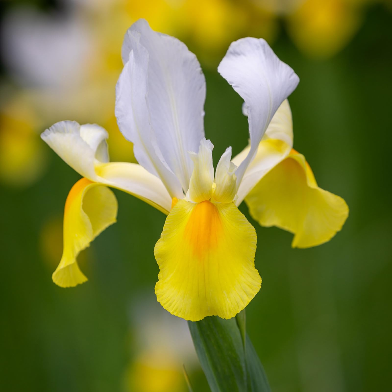 Carbeth Plants50 x Iris Symphony Spring Bulbs - Yellow Summer Flowering Perennials - UK Hardy Low Maintenance Pollinator Friendly - Grow in Beds, Borders and Patio Pots